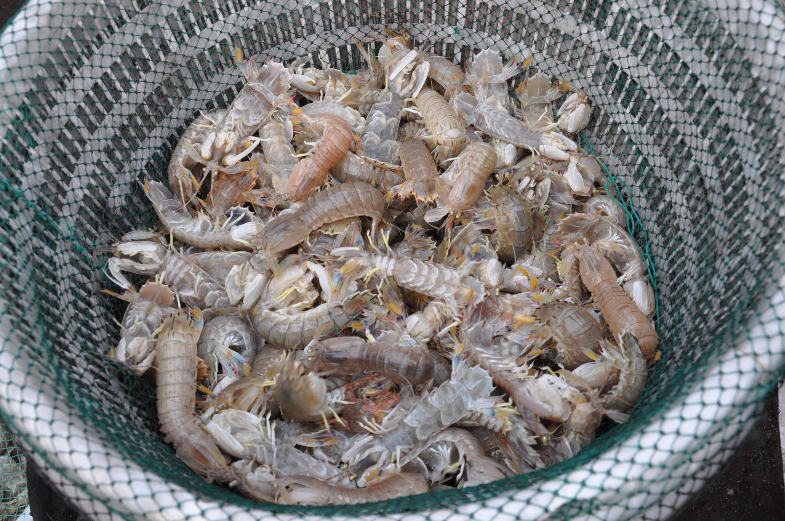 青岛早市 皮皮虾行情见涨 55一斤 面条鱼便宜5块一斤 同样妥妥鲜_新浪