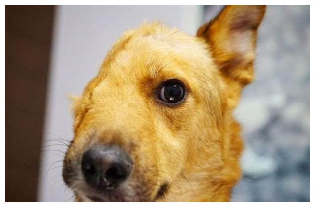 狗狗为救孩子被人贩子砍去了半个头网友看的我都哭了