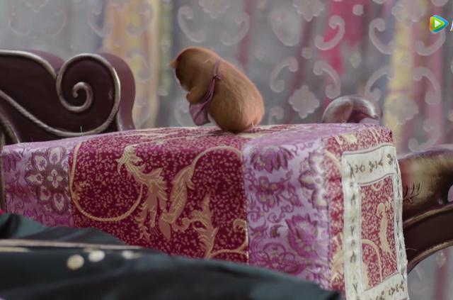 《扶摇》元宝和扶摇争宠,化为人形后,无奈却爱上了他!