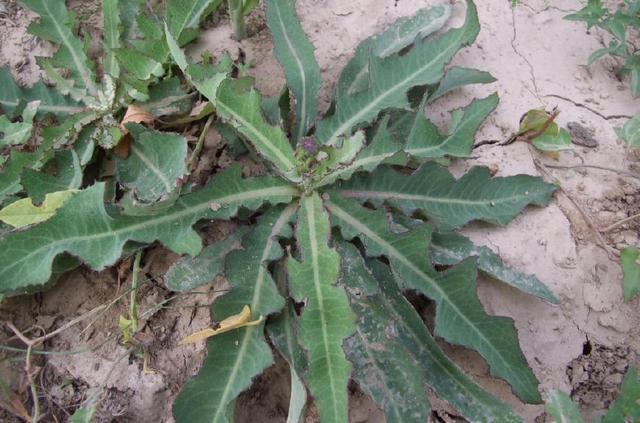 农村的一种"苦菜",打霜之后才变甜,20年前拿来当菜吃