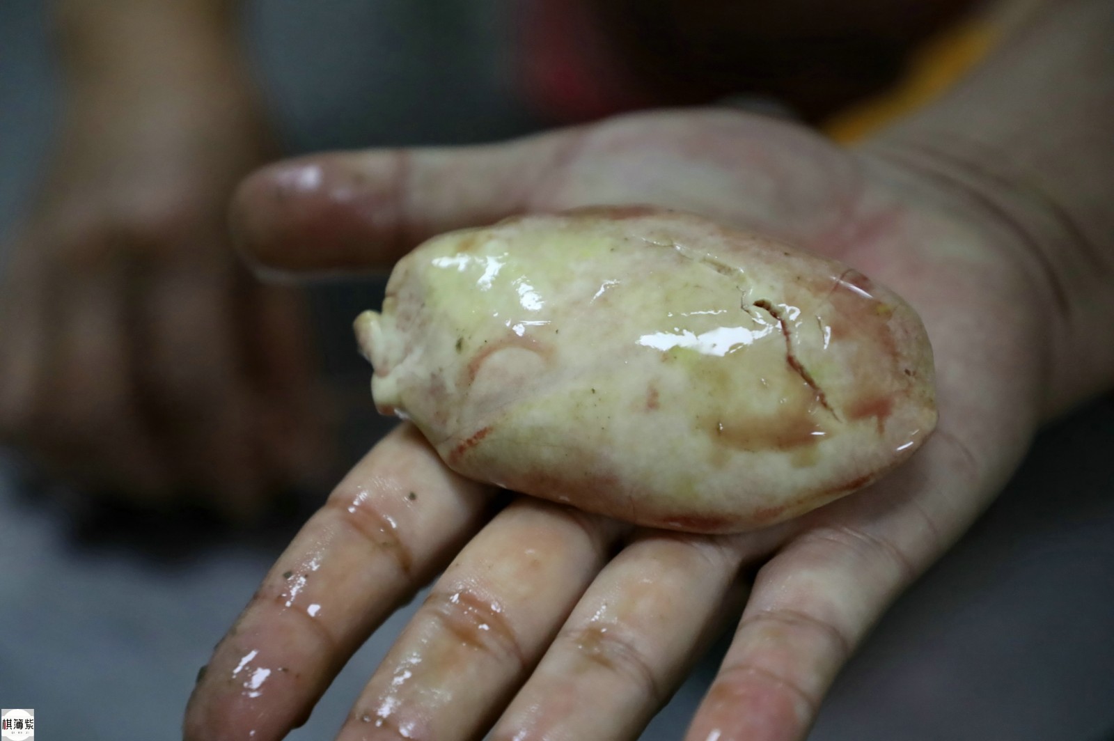 东北渔村有毒美味炖着吃的河豚吃货你怕了吗