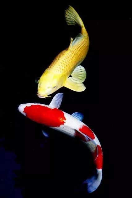 你们所想要的"锦鲤"合集,转发它们11.11没有你们抢不到的