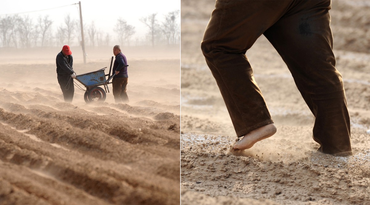 农民戴风镜漫天沙土中拉车施肥赤脚走一趟满嘴土施一亩挣6元