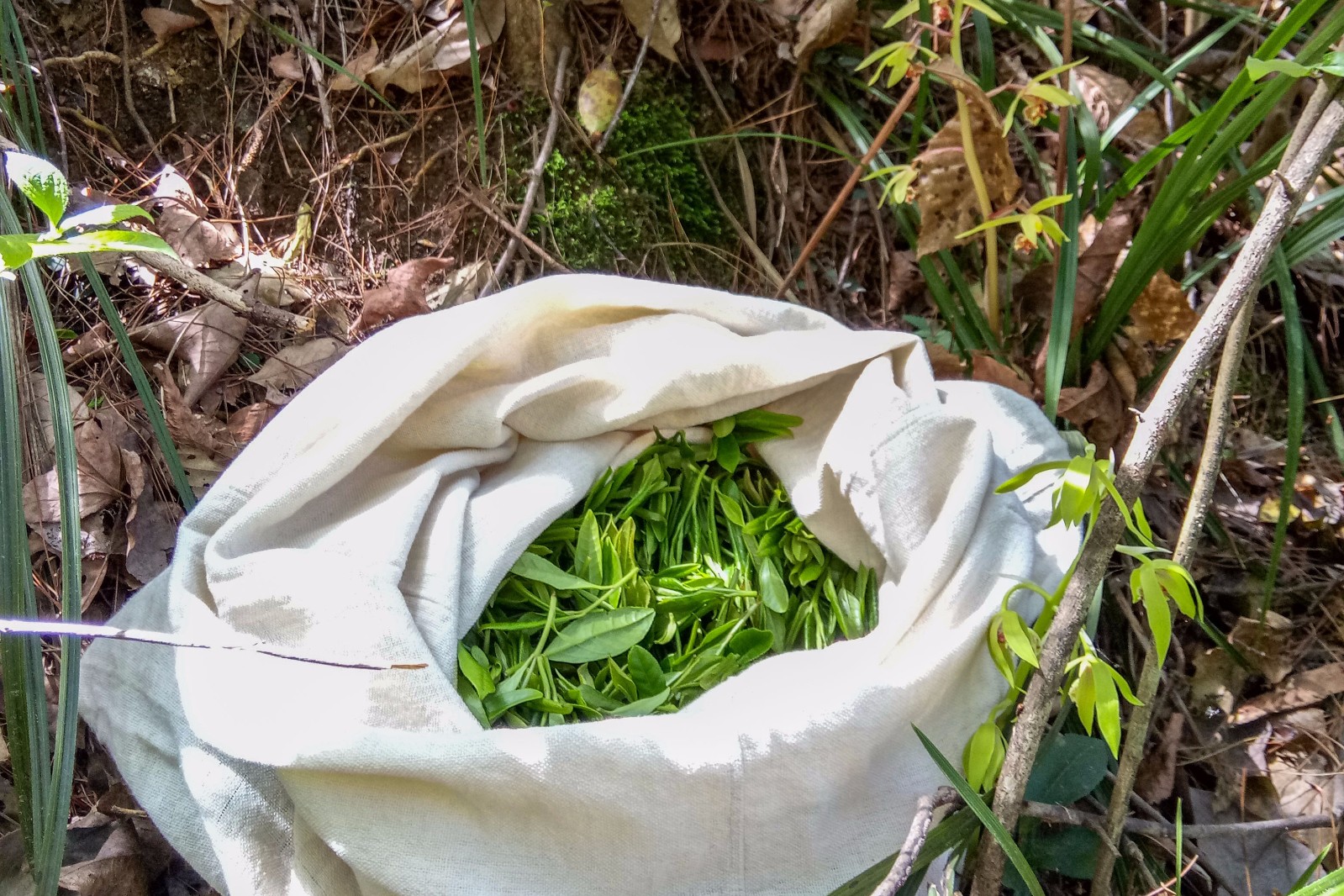 小媳妇大别山区峭壁上采野茶每天喝泉水吃野果只挣200元