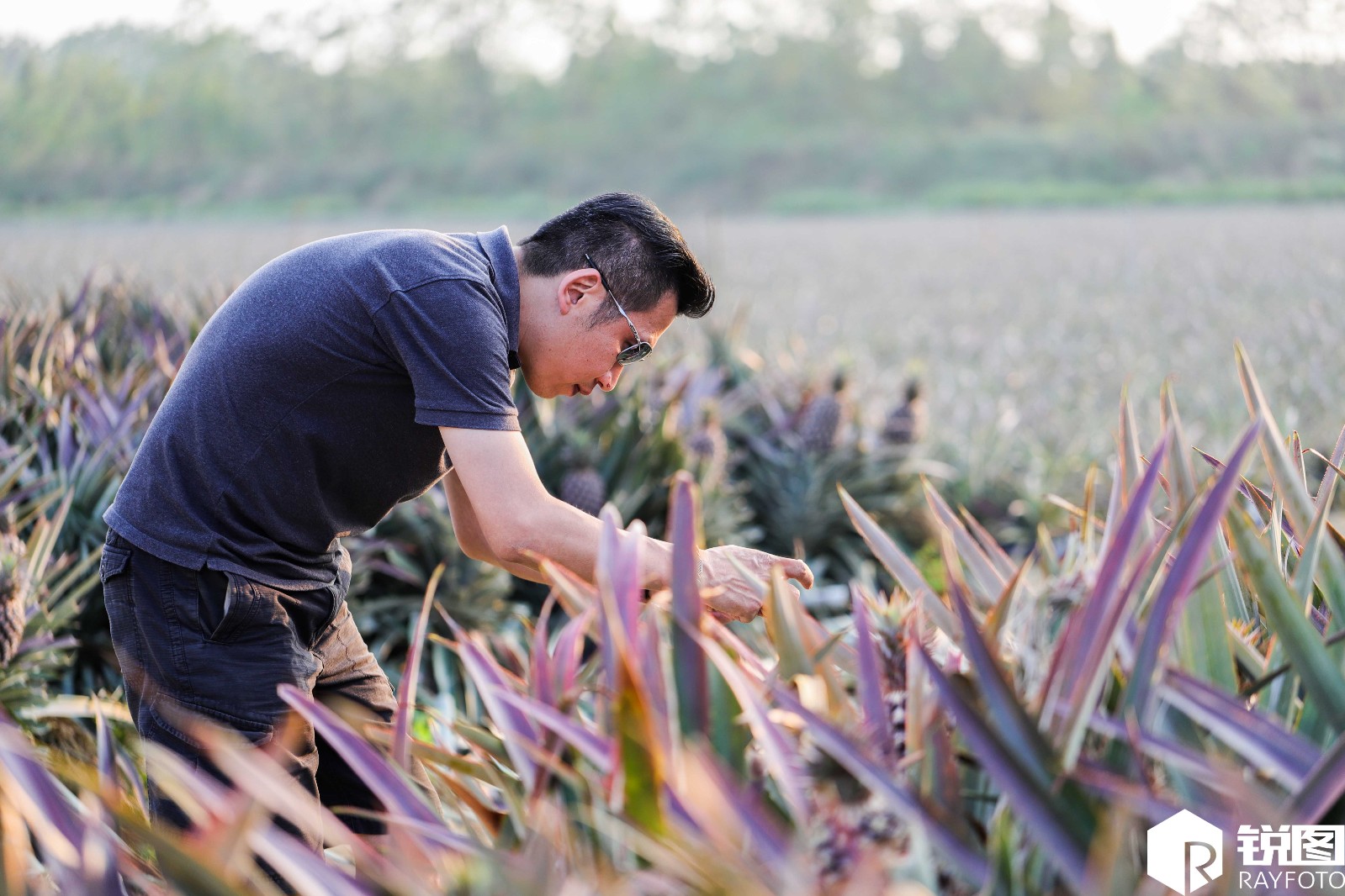 台湾农民太帅酷似 "张家辉",每年卖上亿凤梨给大陆_新浪看点