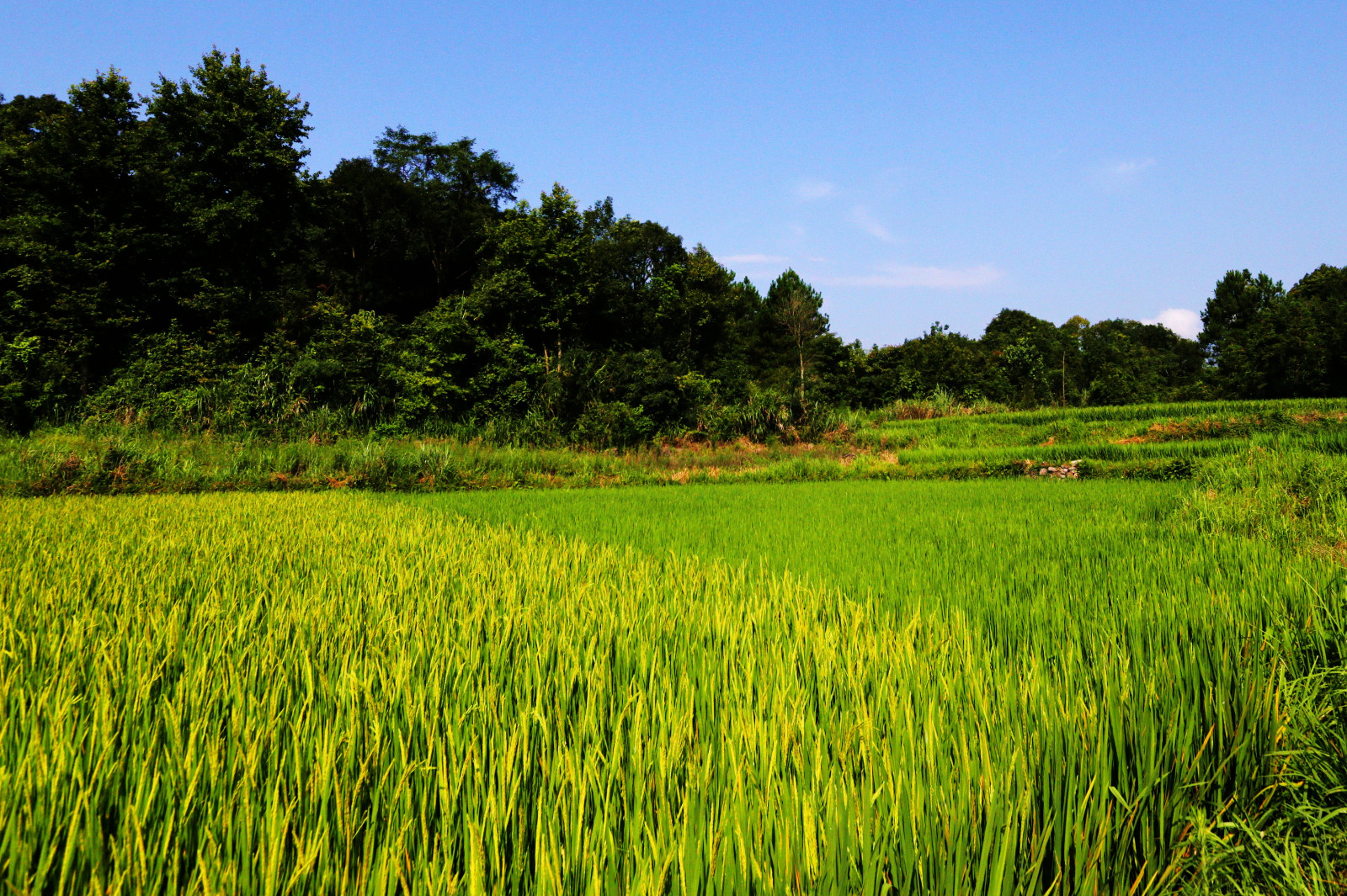 稻花吹早香风露千万亩