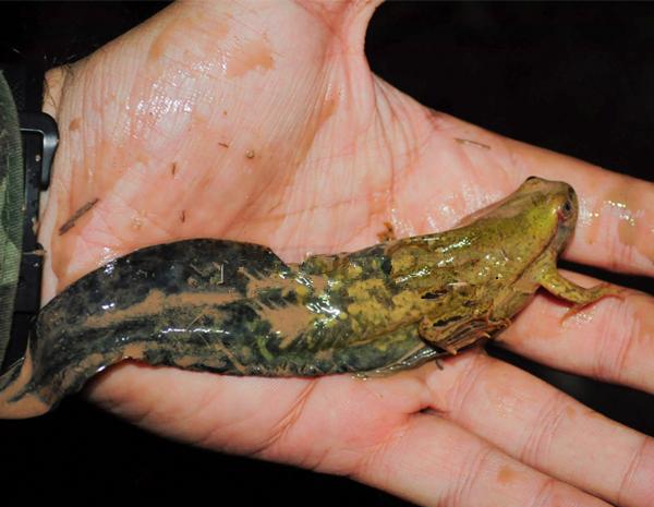 蝌蚪变蛙时个子变小了, 科学家称之为-不合理蛙