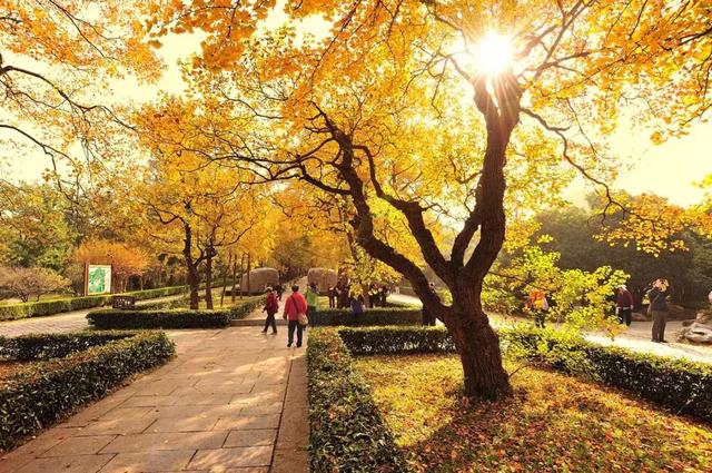 秋天的高淳，惊艳了南京城！|高淳|游子山|固城湖_新浪新闻