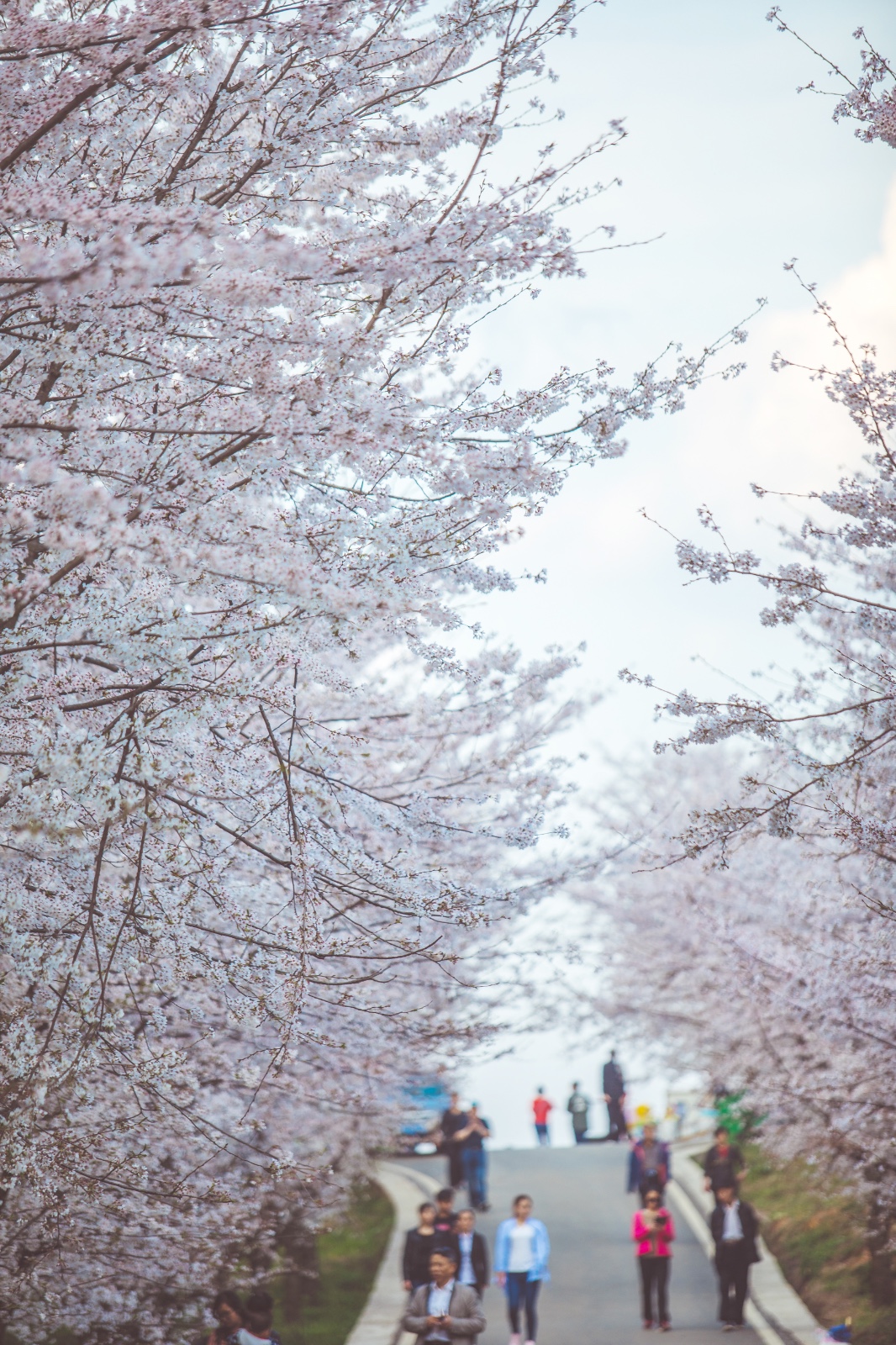 万亩樱花园50万株樱花同时怒放,是什么样的感觉!!|樱花园|樱花|平坝_