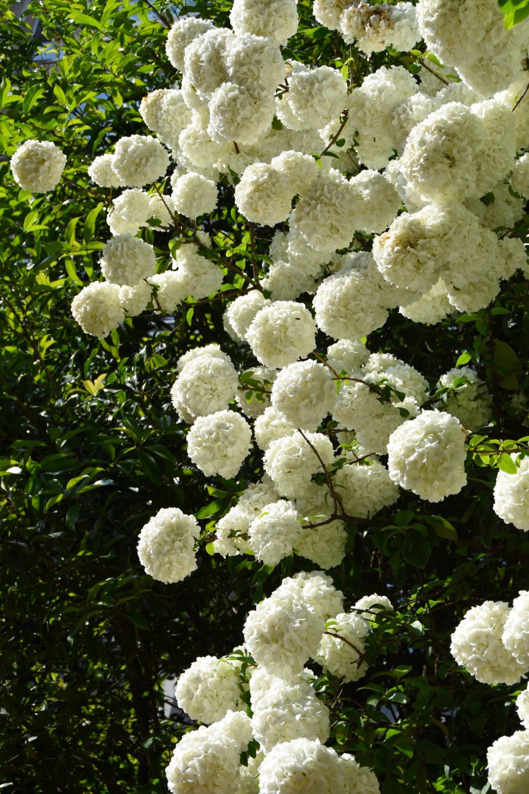 看过长在树上的绣球花吗?像堆积的白云不小心砸下来,压弯了树枝