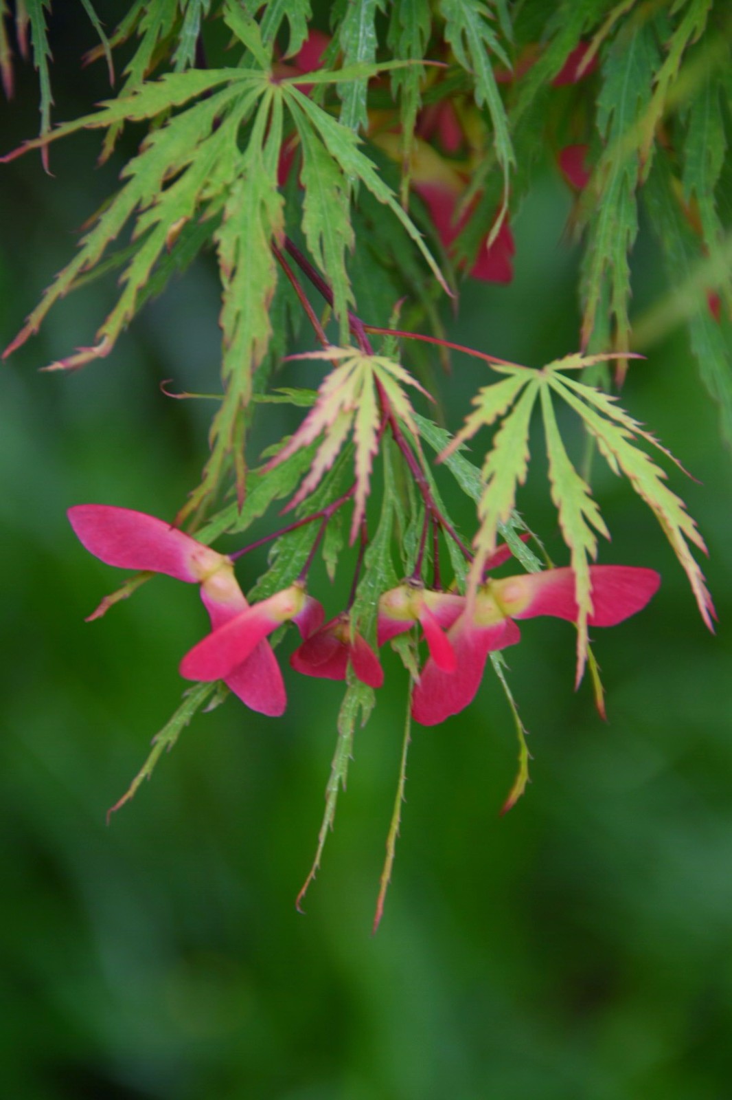 羽毛枫又名羽毛槭,细叶鸡爪槭,姿态潇洒,婆裟宜人