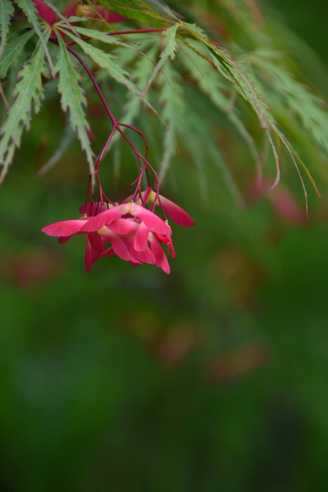 羽毛枫又名羽毛槭,细叶鸡爪槭,姿态潇洒,婆裟宜人