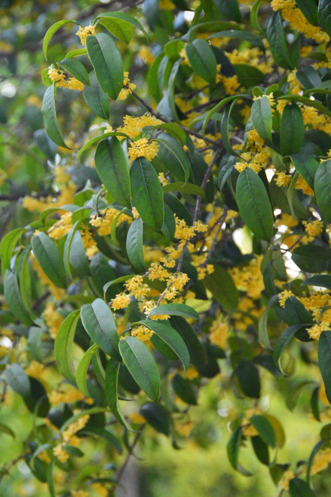 一树阳光灿烂——金桂(原创)