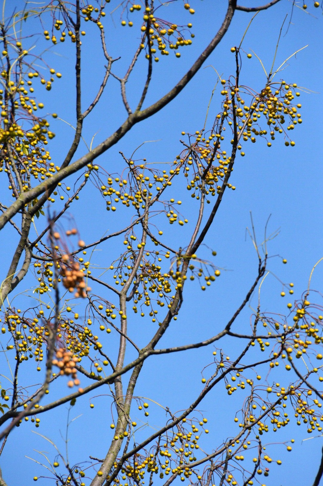 苦楝树果子满枝丫原创