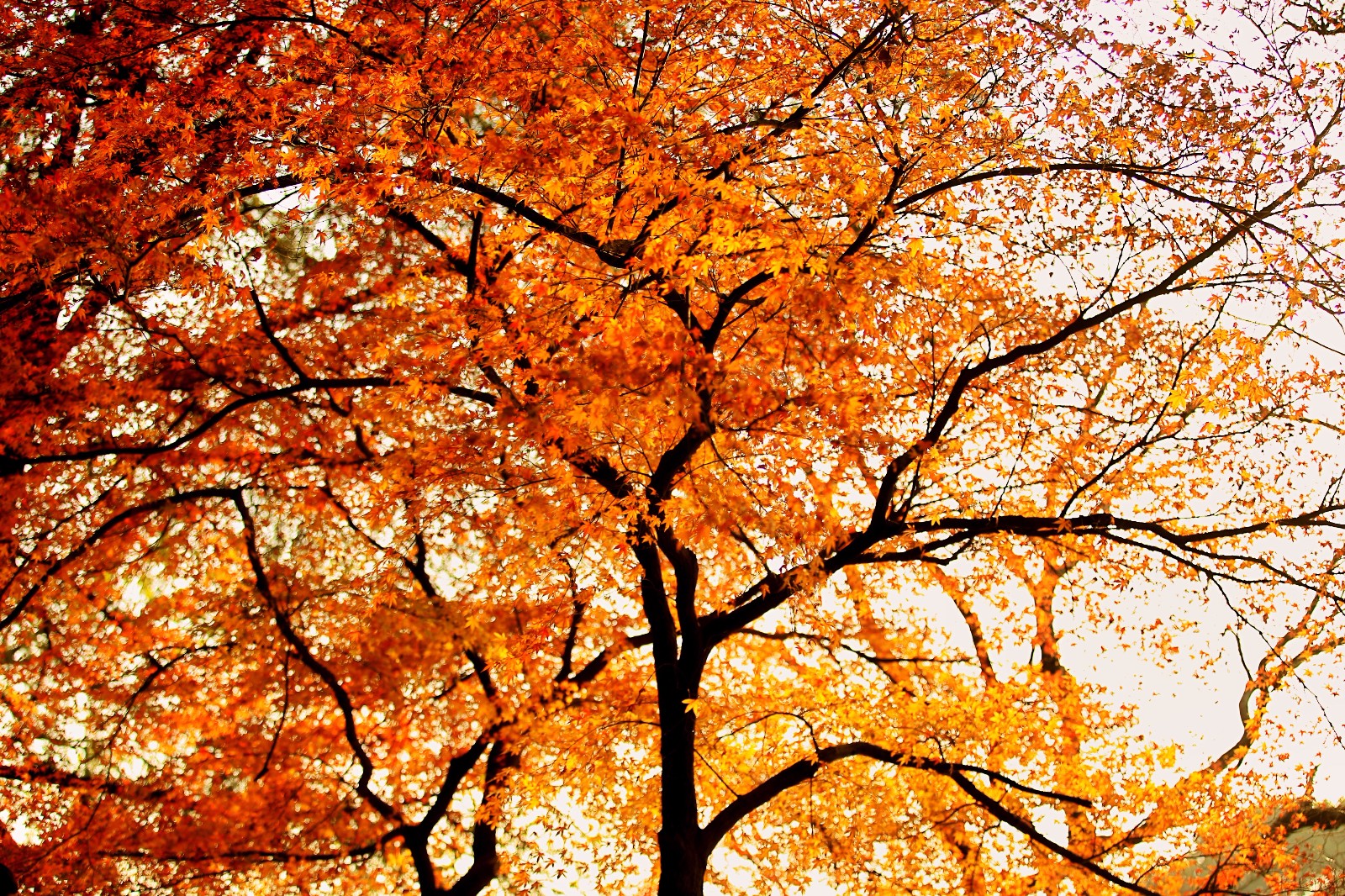 代表秋天的景物图片