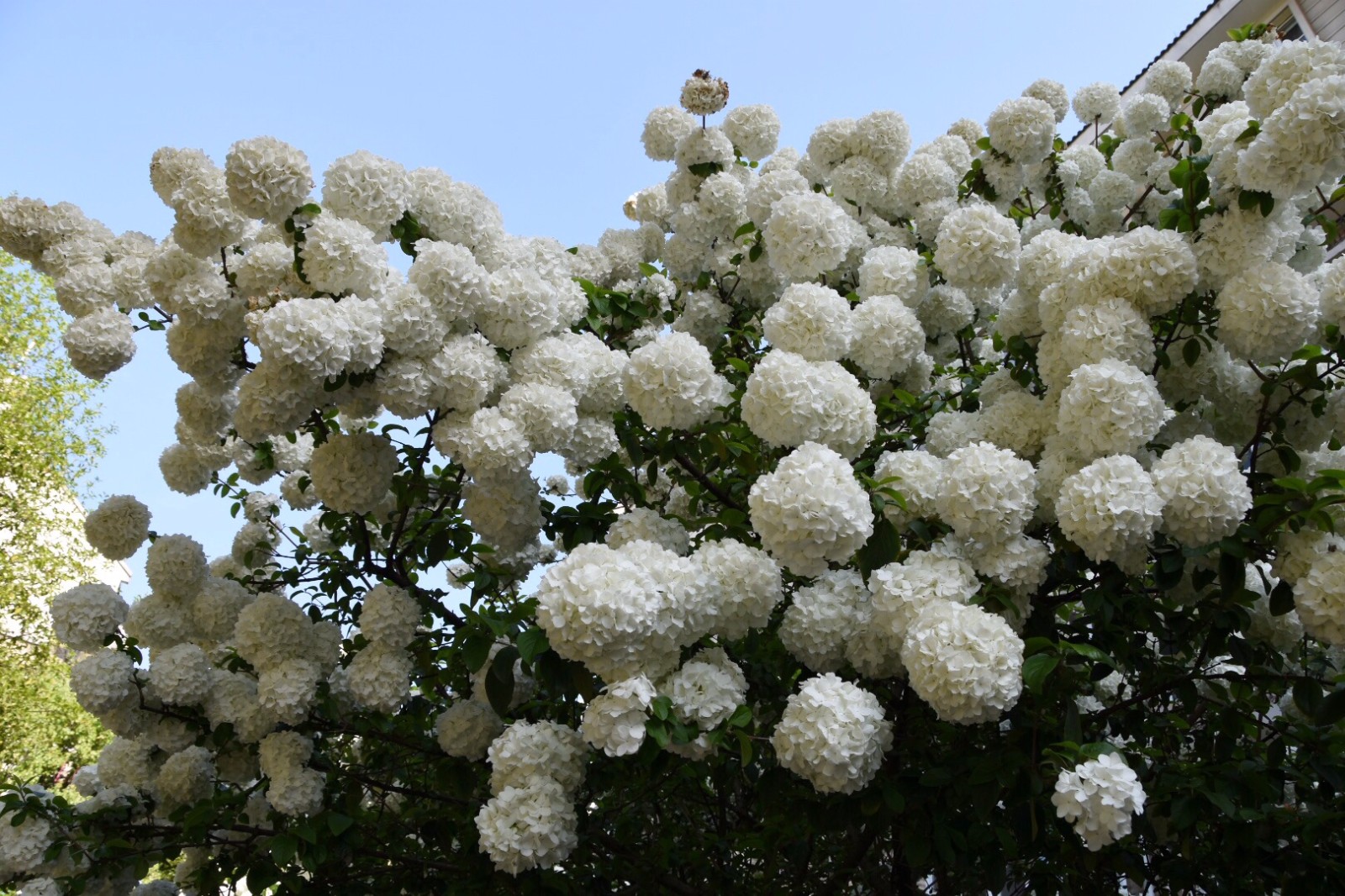 看过长在树上的绣球花吗?像堆积的白云不小心砸下来,压弯了树枝