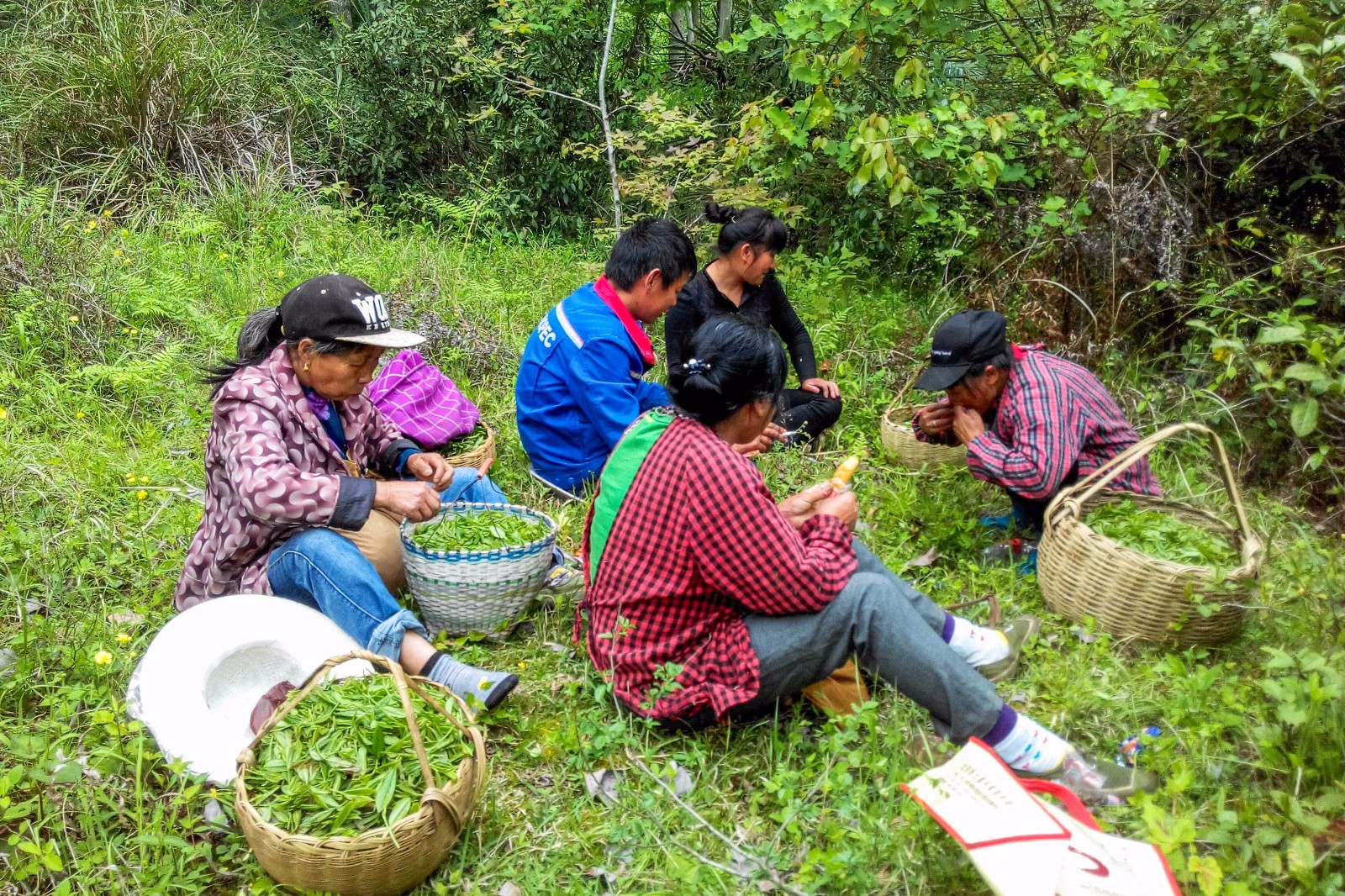 小媳妇大别山区峭壁上采野茶 每天喝泉水吃野果只挣200元