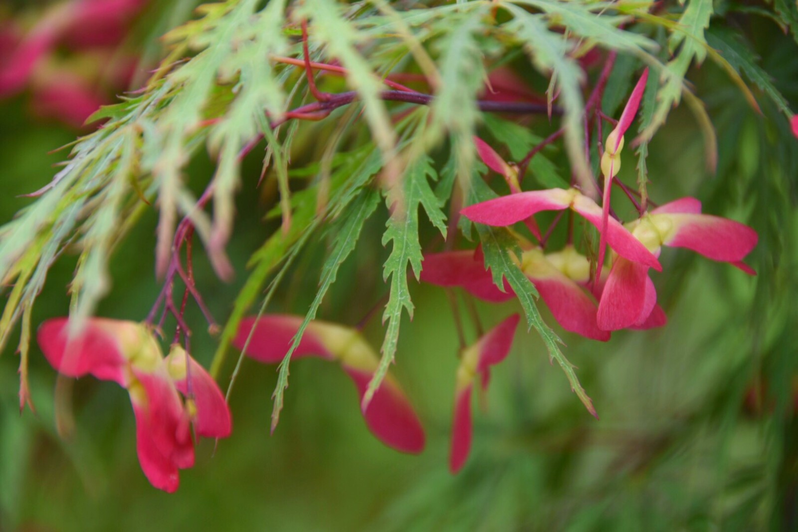 羽毛枫又名羽毛槭,细叶鸡爪槭,姿态潇洒,婆裟宜人
