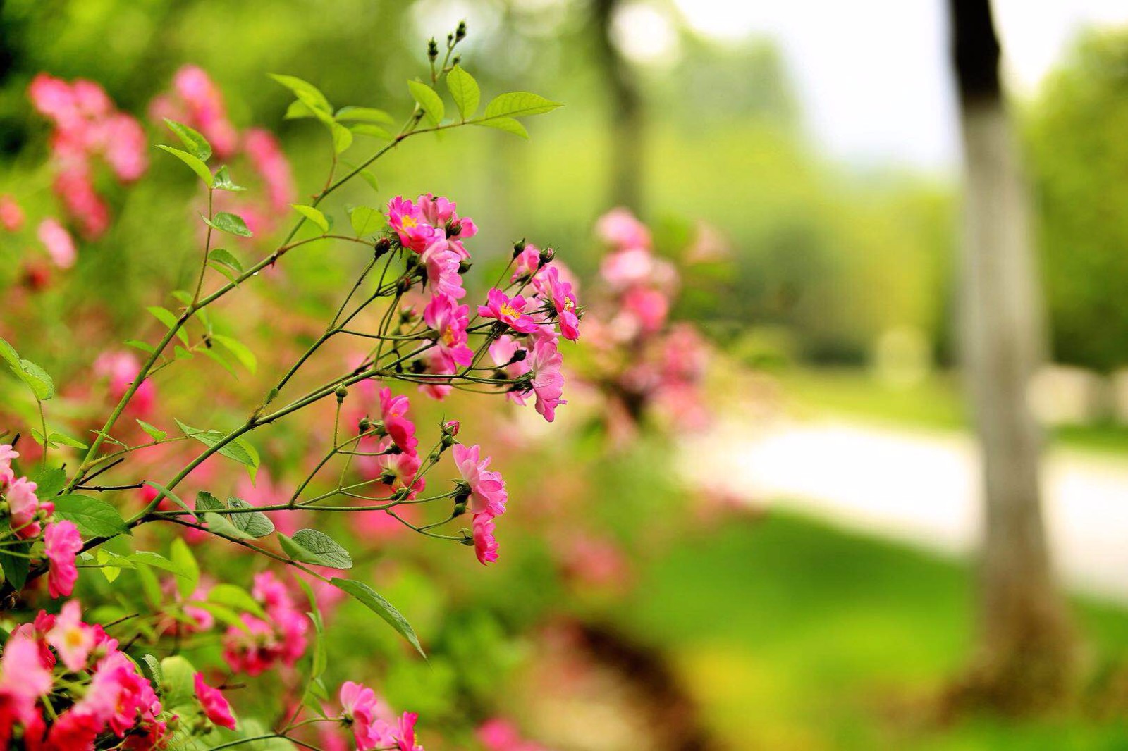 初夏的蔷薇,敦厚与宁静,从容与淡定,洁白与美丽,坚韧与崇高.