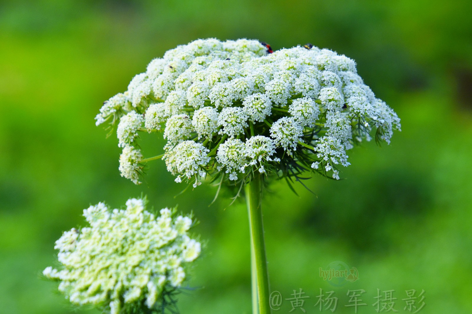 胡萝卜花开那一夏