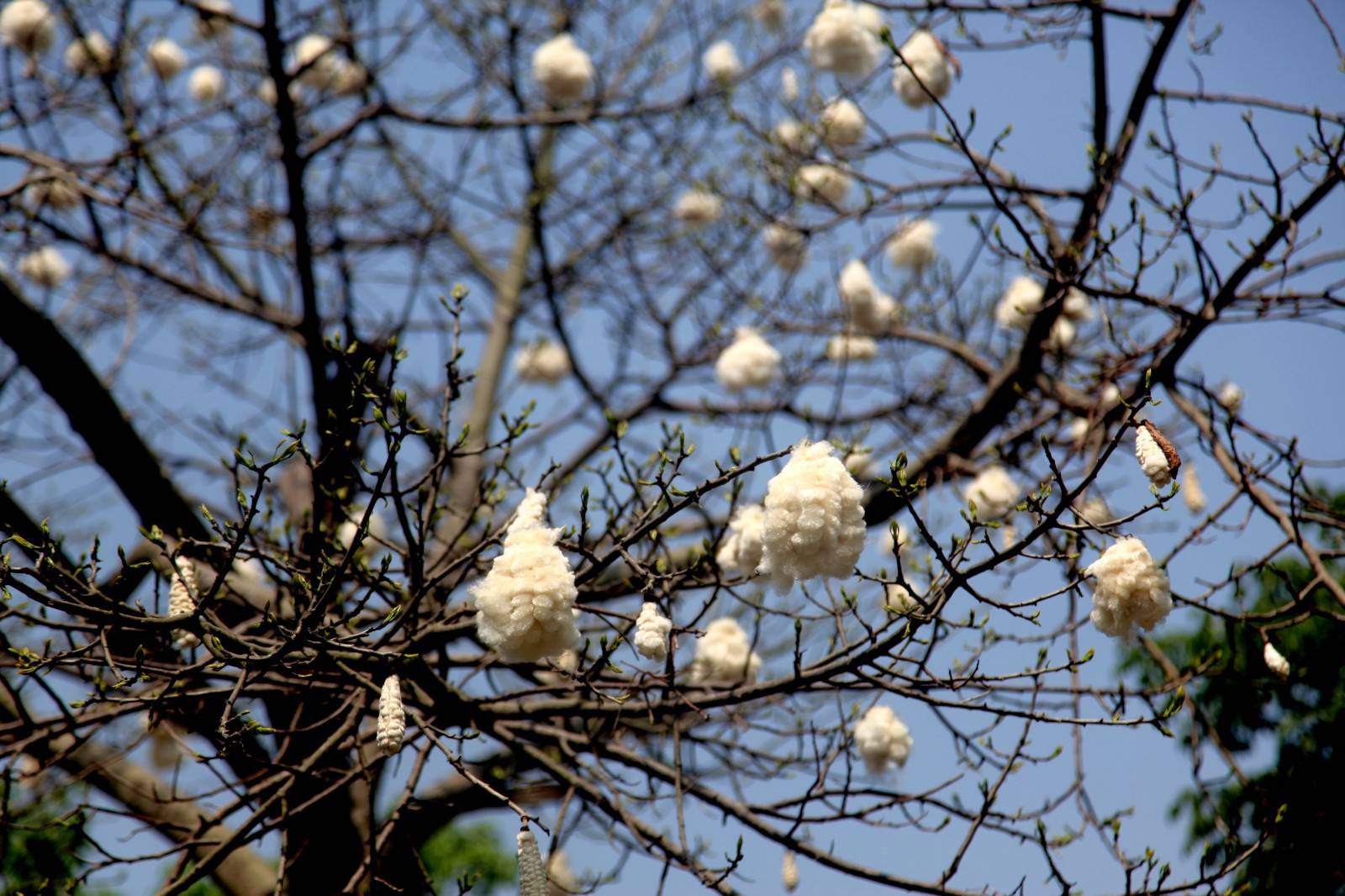 木棉树上挂着的棉铃漂亮又有趣但千万别扔比一般棉花好上一倍