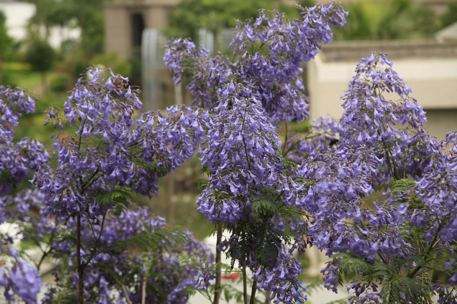 蓝花楹树形树貌有如凤凰木,只不过相对比较纤细,花期更长.