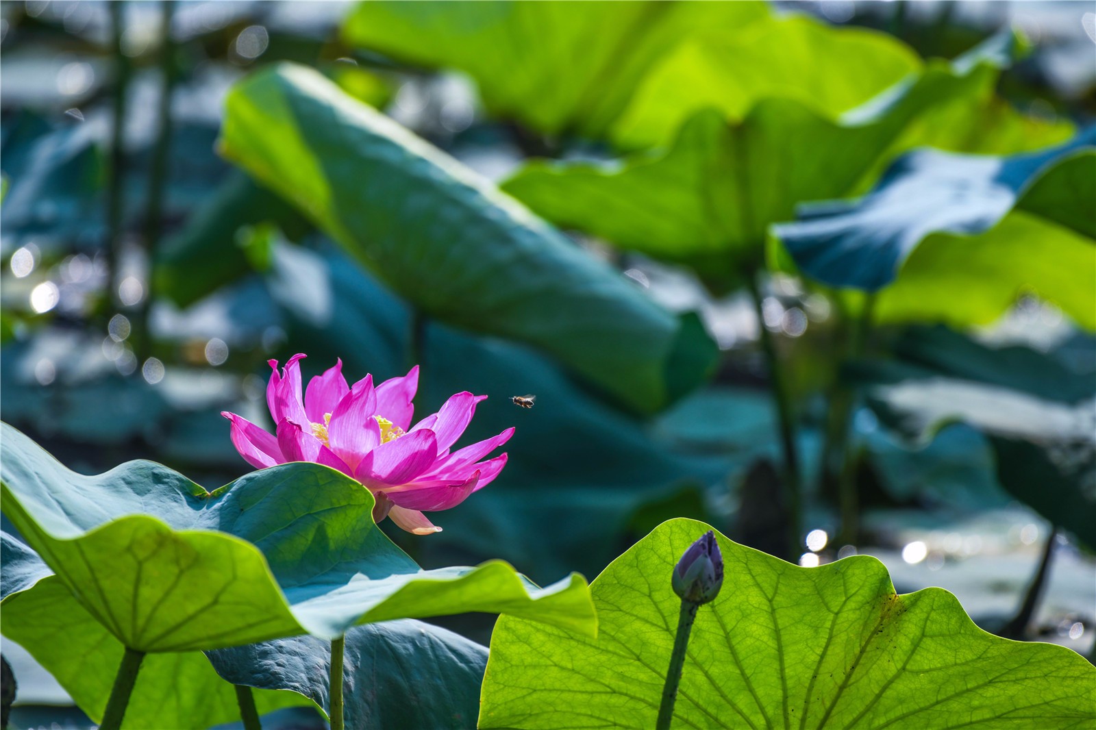 夏至银川南塘湖荷花盛开