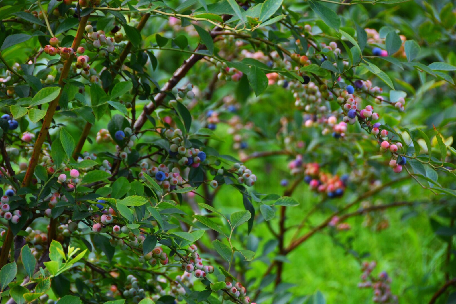 我最爱的蓝莓第一次看到长在枝上可爱的模样
