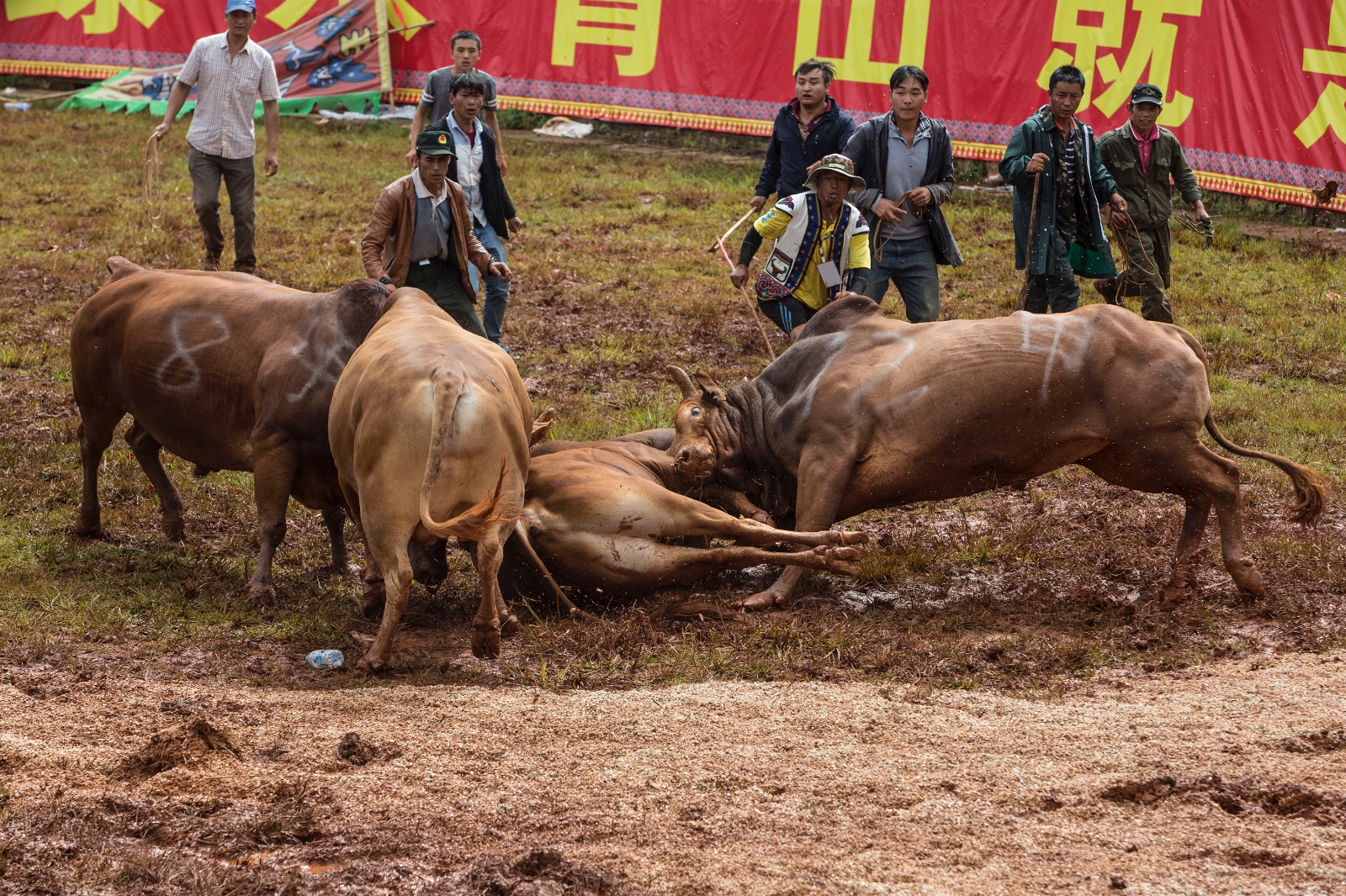 昆明石林火把节10万游客共聚狂欢 127头斗牛上场鏖战