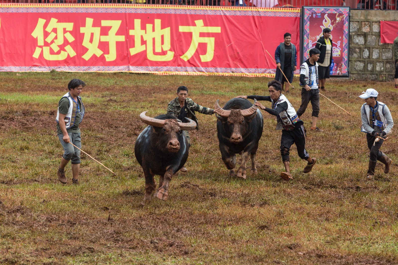昆明石林火把节10万游客共聚狂欢 127头斗牛上场鏖战