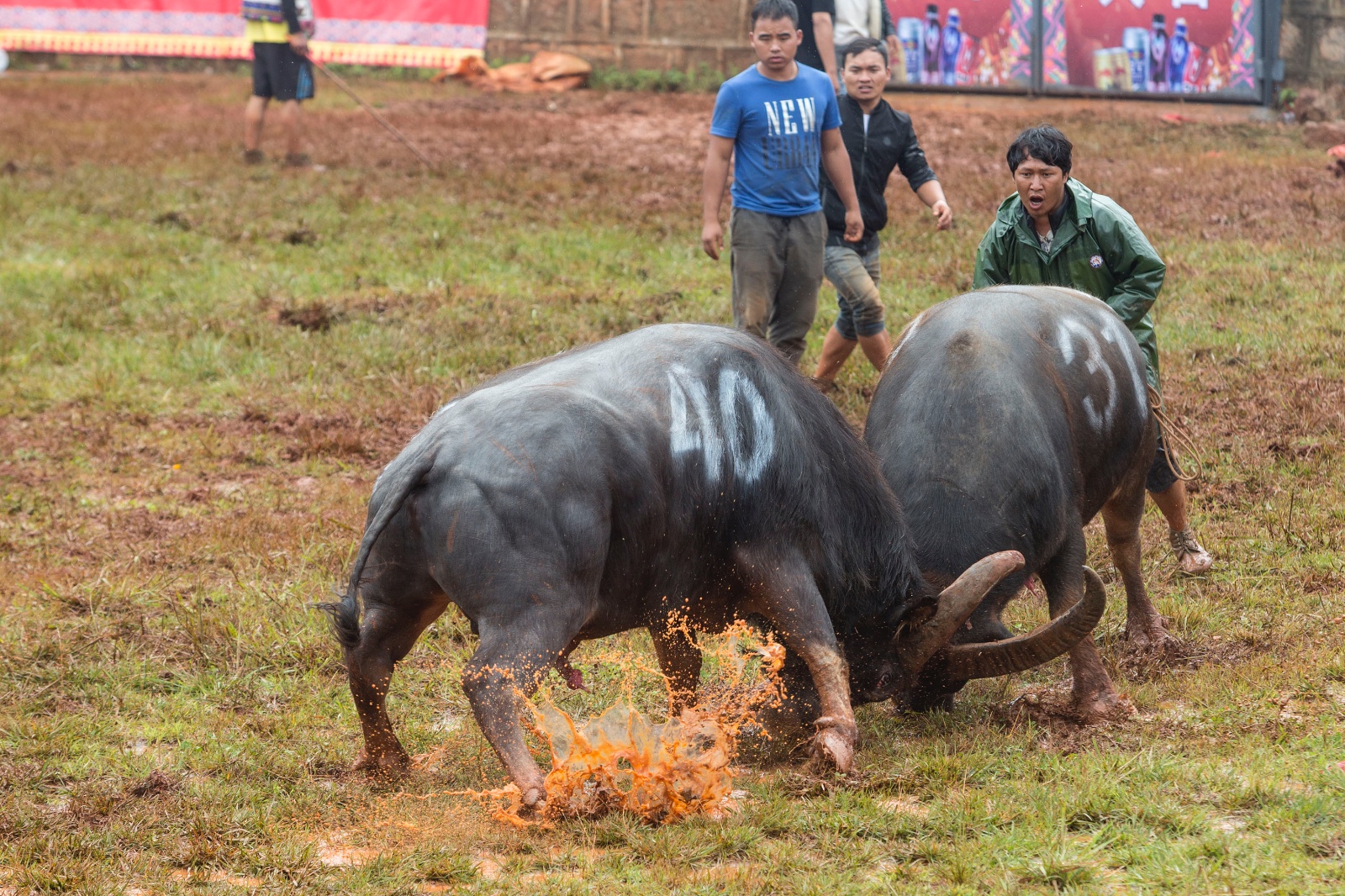 昆明石林火把节10万游客共聚狂欢 127头斗牛上场鏖战