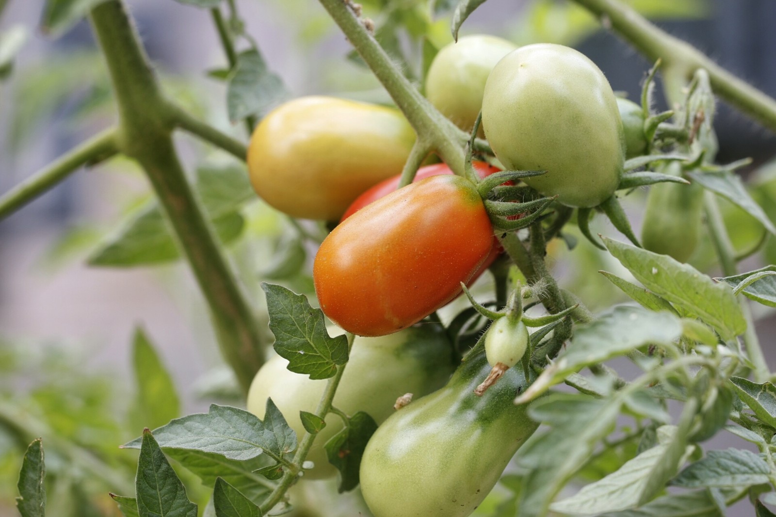 【植物摄影】 未采摘的瓜果蔬菜