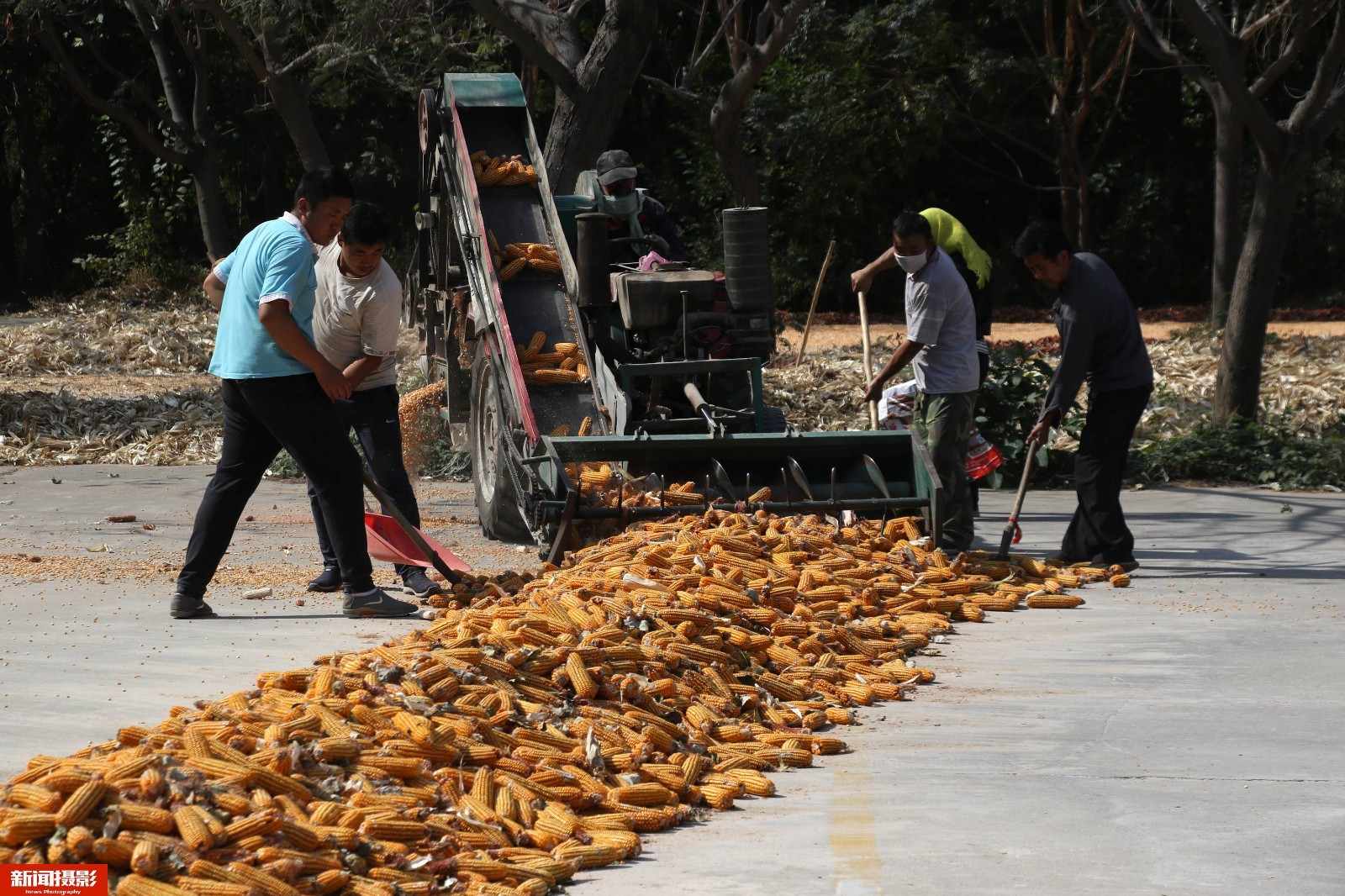 农村秋收现神器,1小时脱粒玉米万余斤仅需百元