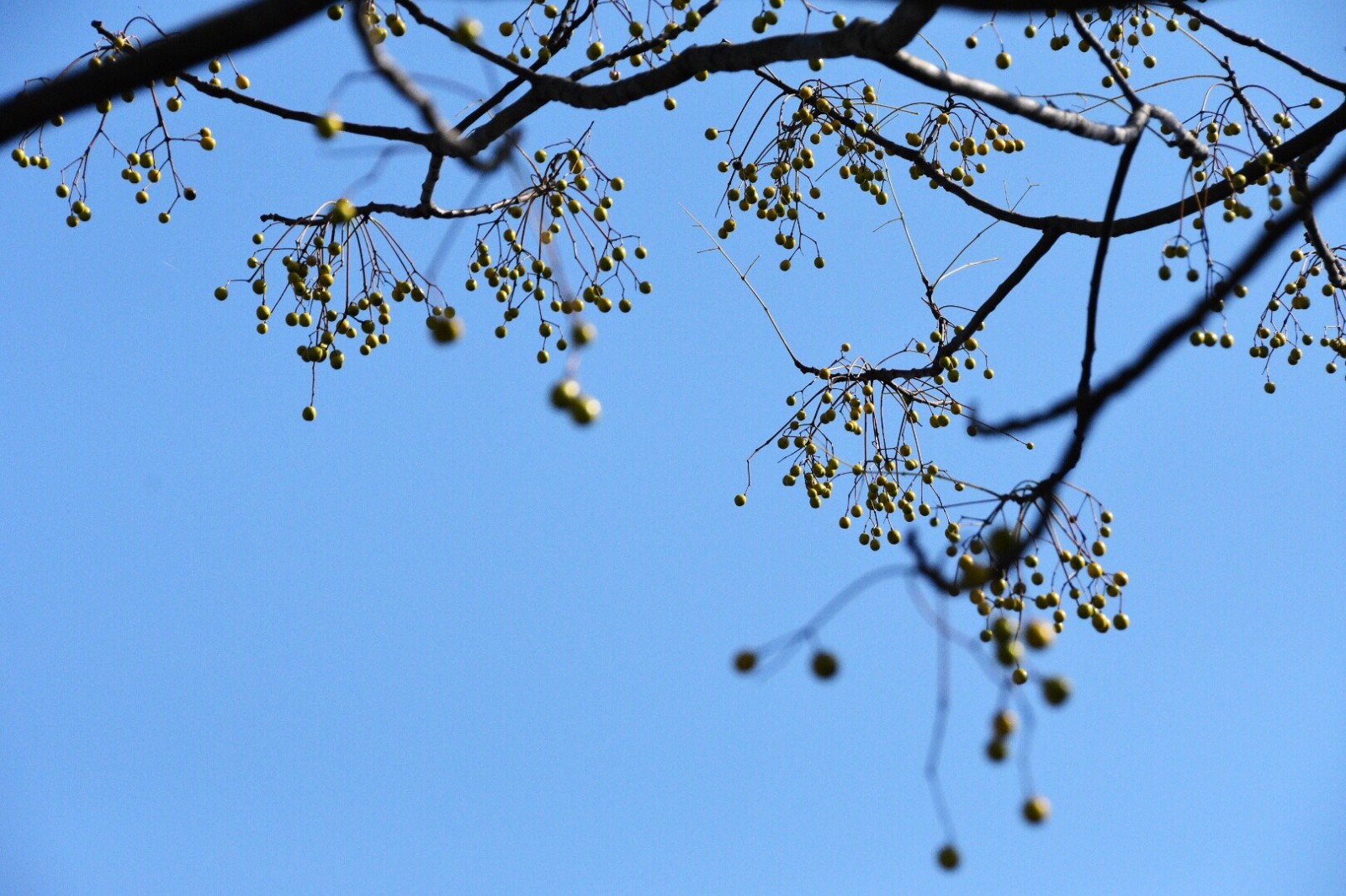 苦楝树果子满枝丫原创