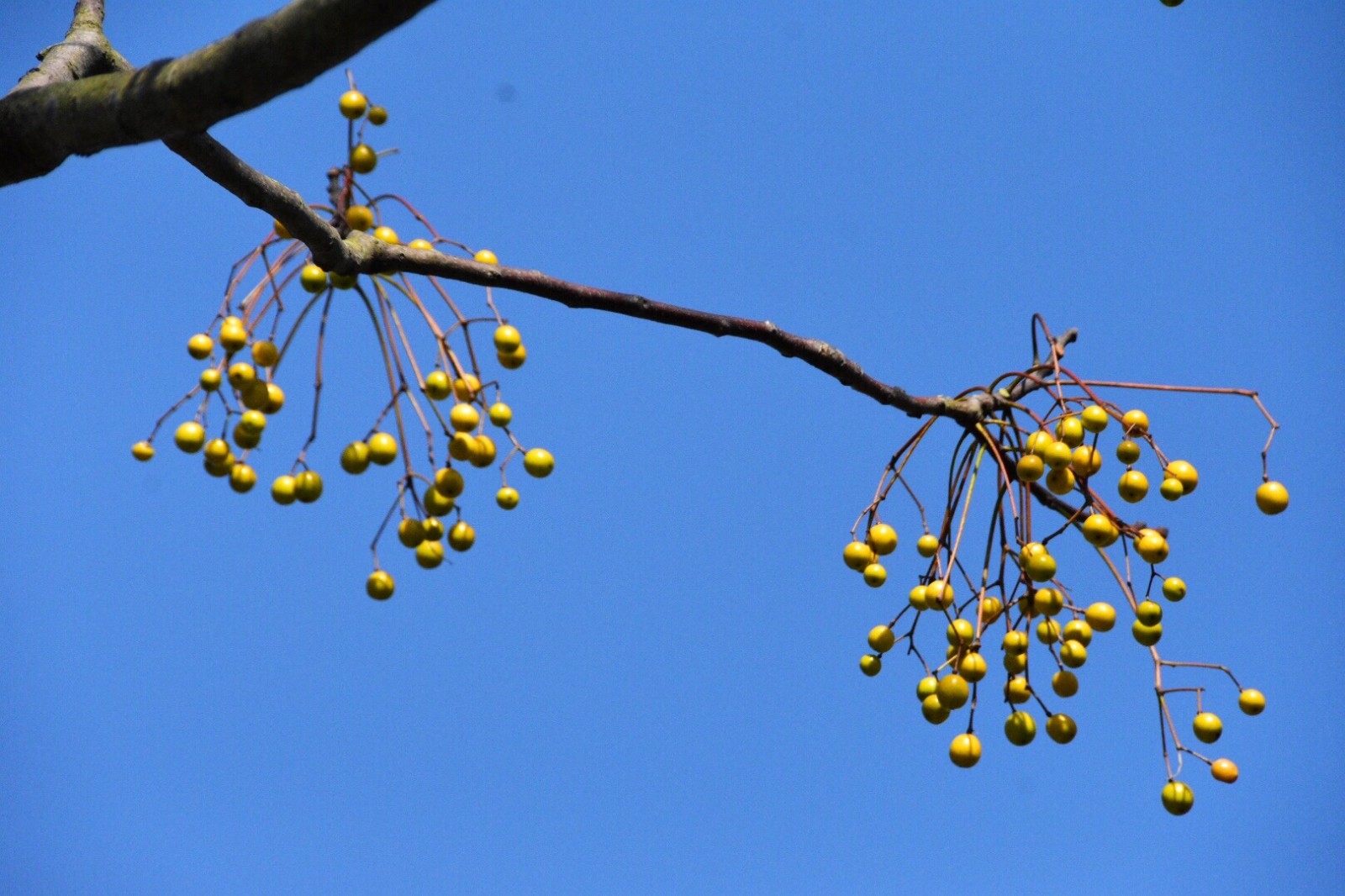 苦楝树果子满枝丫原创