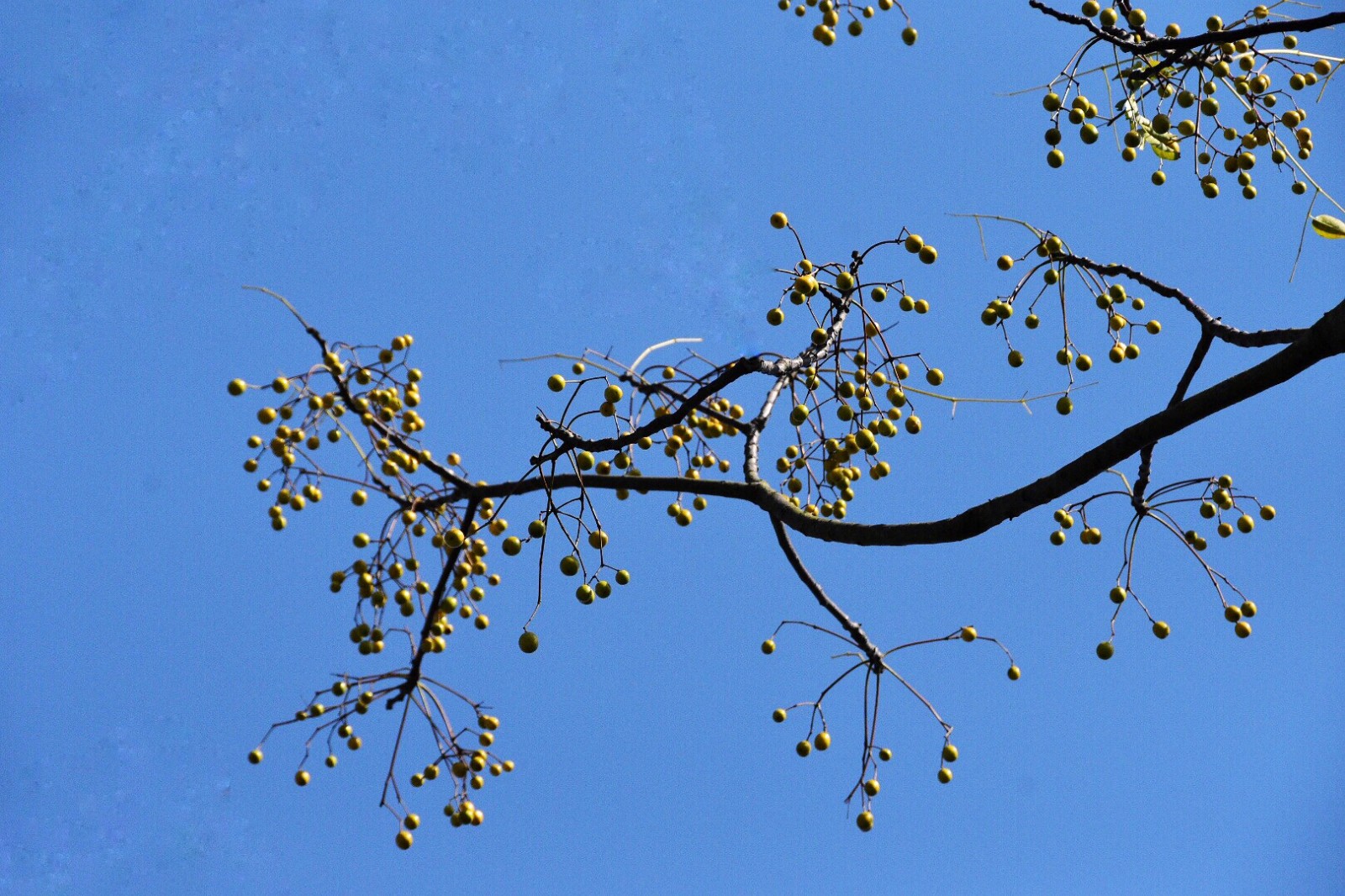 苦楝树果子满枝丫原创