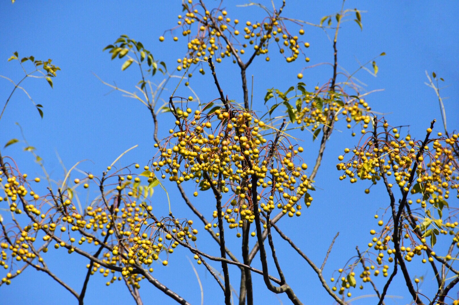 苦楝树果子满枝丫原创