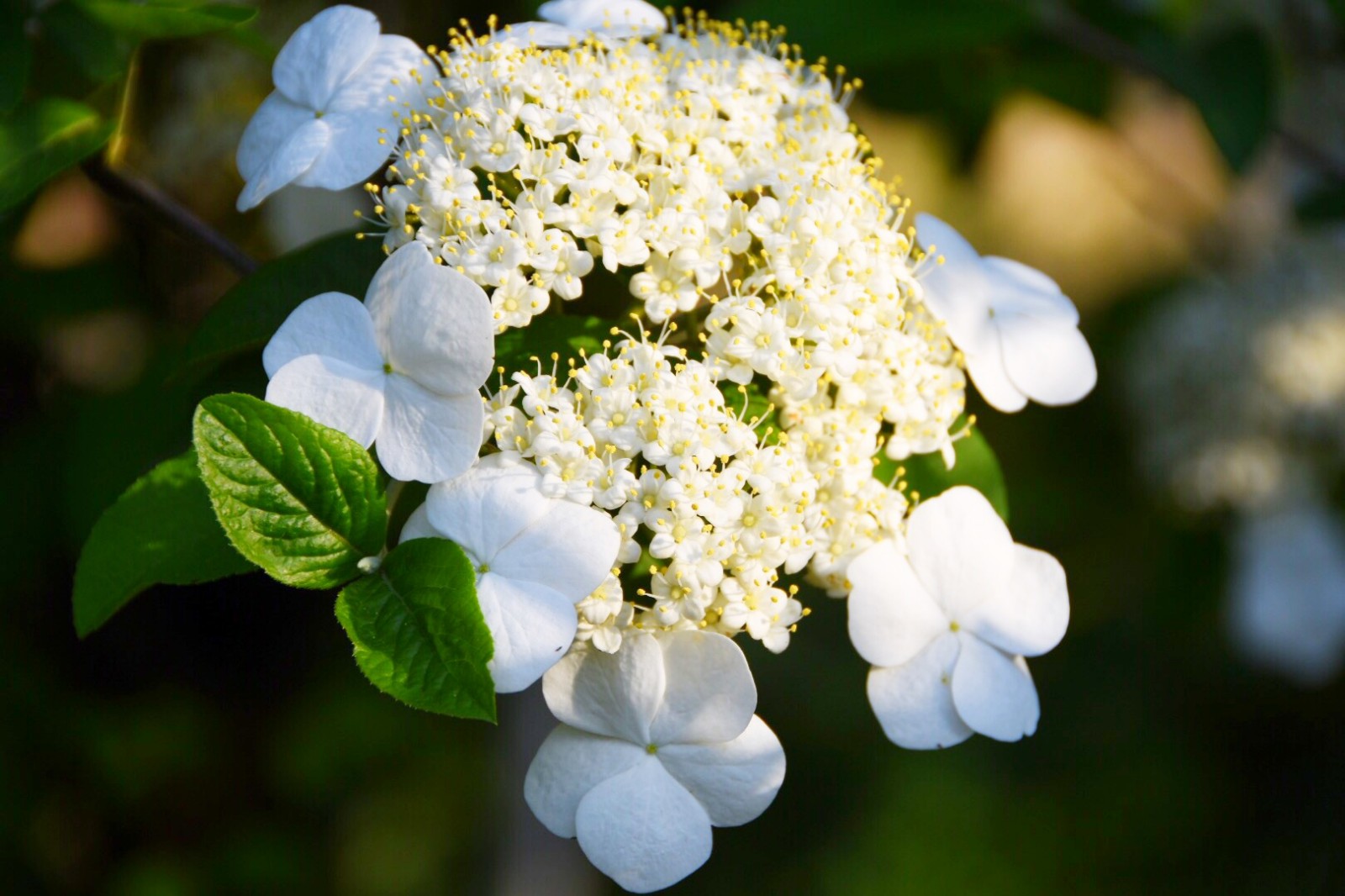 美丽聚八仙花原创二