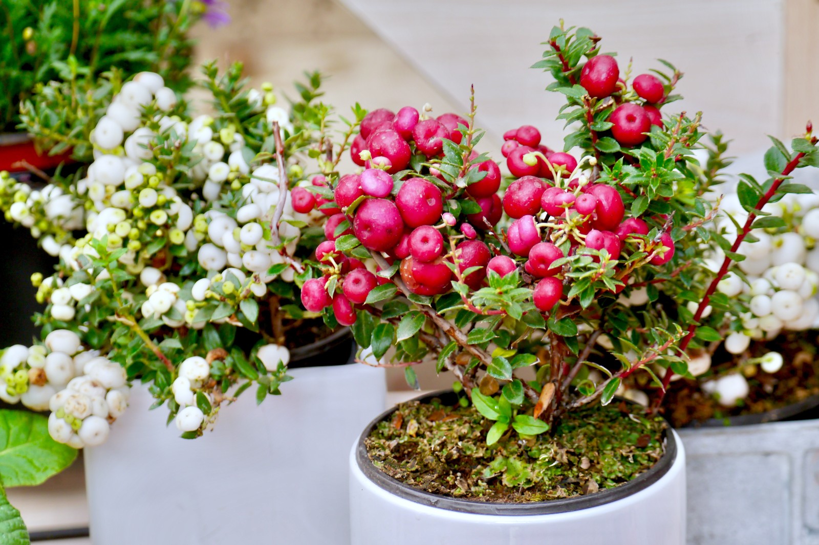 观果植物新秀漂亮的丽果木