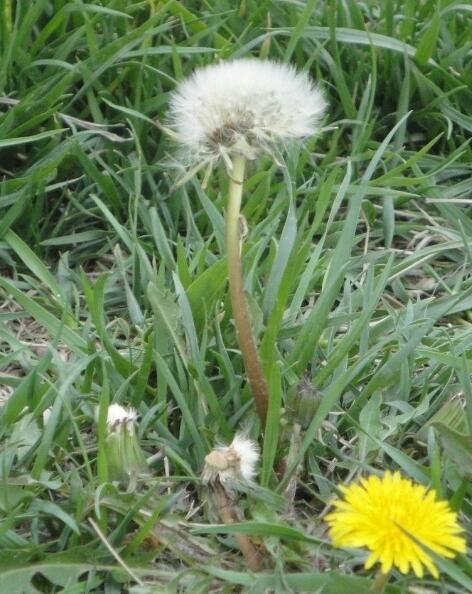 手上长了"瘊子"不要慌!教你几个简单小方法轻松去除不再复发了