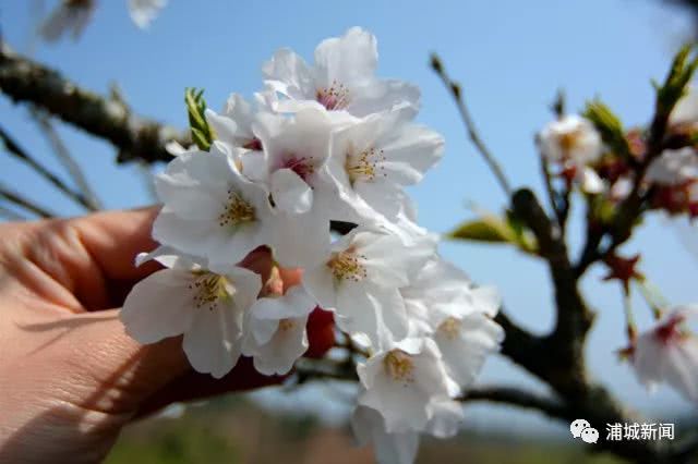 浦城这个地方,藏着千亩樱花园|樱花园|樱花|樱园_新浪新闻