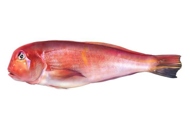 孩子长期吃这种鱼,体内汞含量很可能超标,会影响到宝宝的正常发育.