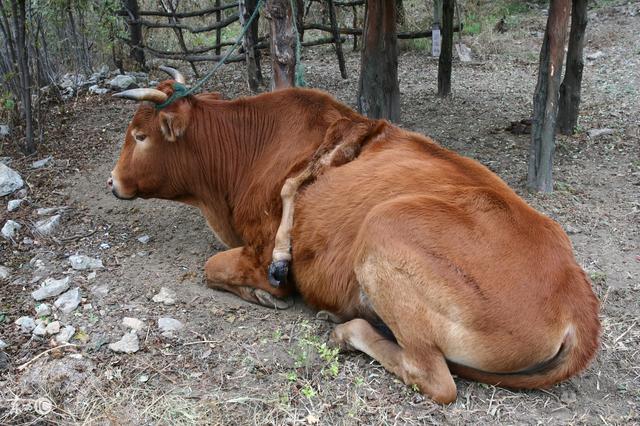 孤儿坟前晕倒醒来被老黄牛驮回黄牛又驮回一乞丐孤儿发了财