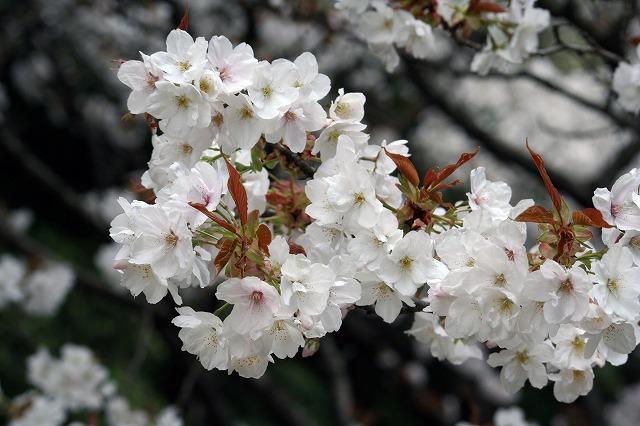 樱花季又来到,日本10大常见樱花品种,你知几种?