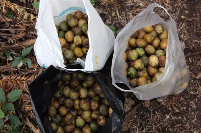 农村有种像鼻涕一样的野果,熟了村民抢着吃