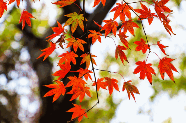 红枫染深秋!来扬州赏秋感受绚丽枫叶!