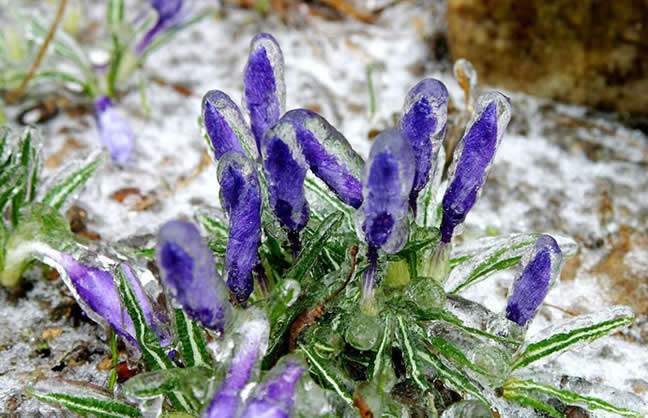 最不怕冷的1种花,被冰雪包裹依然开放,盆栽在家鲜艳夺目