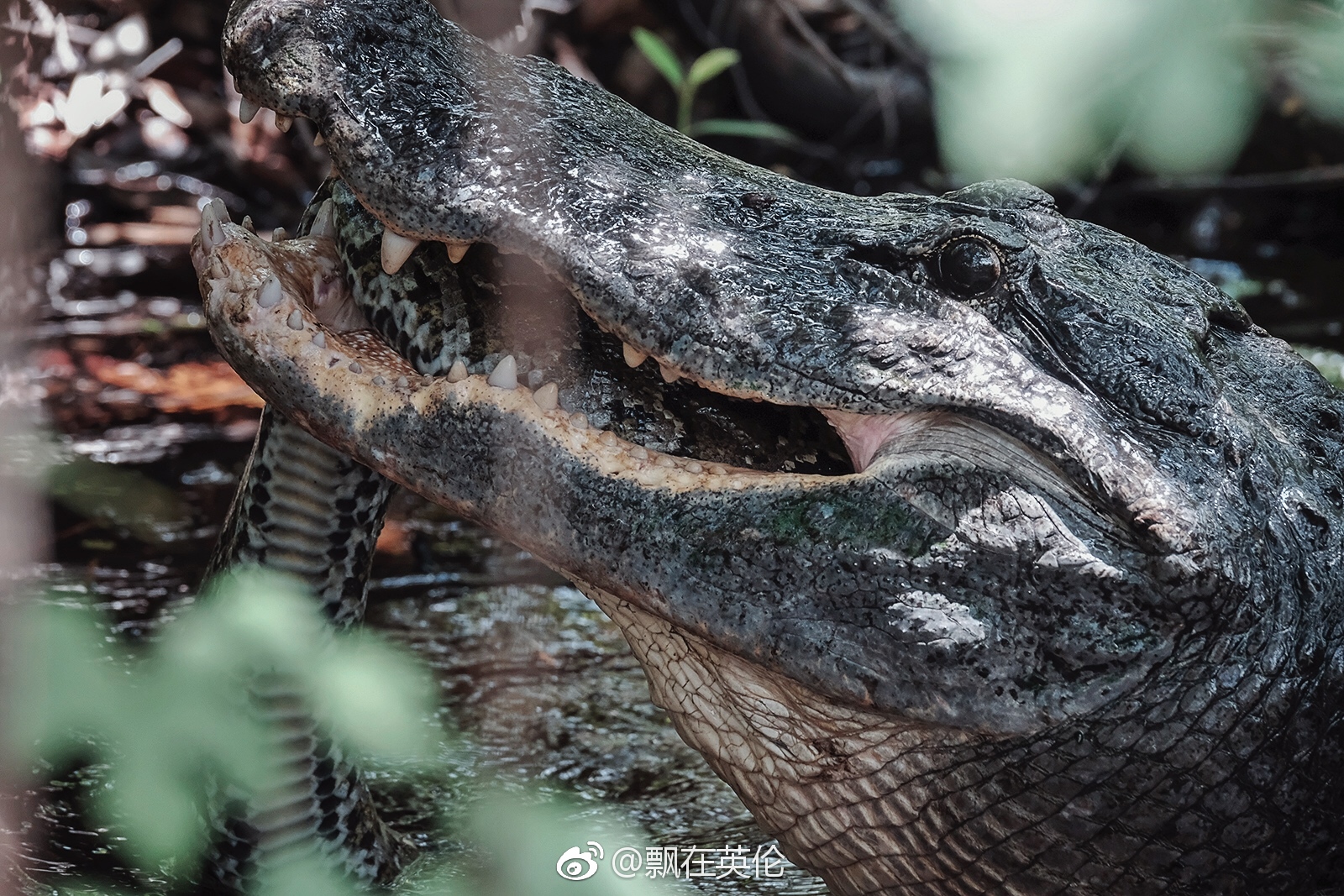 今日迈阿密大沼泽国家公园掠影.离开时拍到了鳄鱼吞蟒蛇