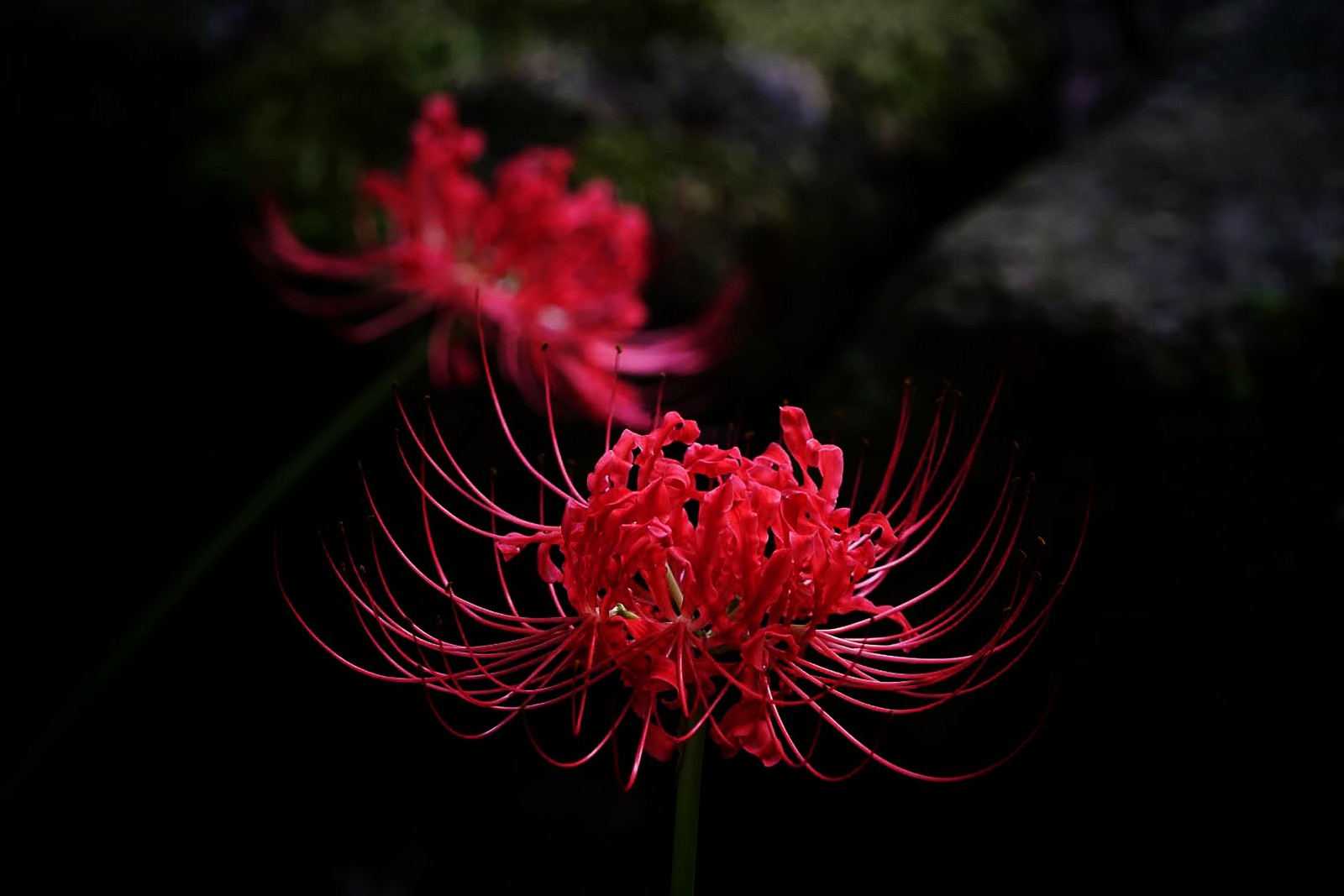 优美纯洁的彼岸花啊你开得真准时