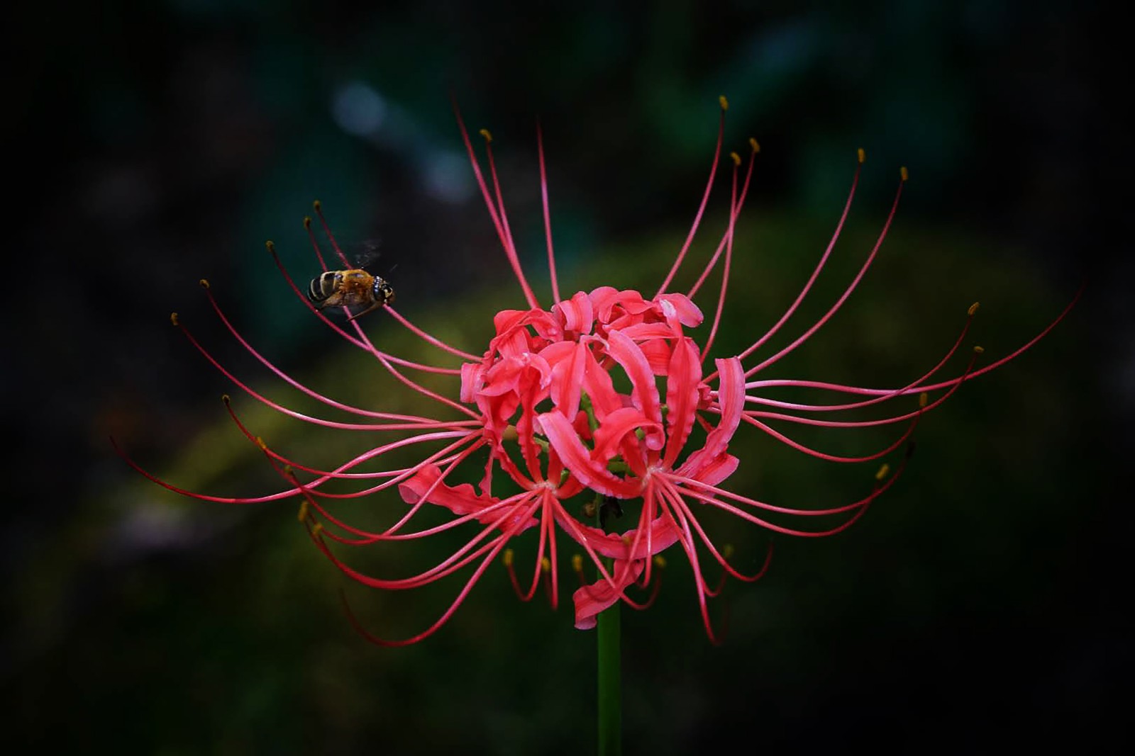优美纯洁的彼岸花啊你开得真准时